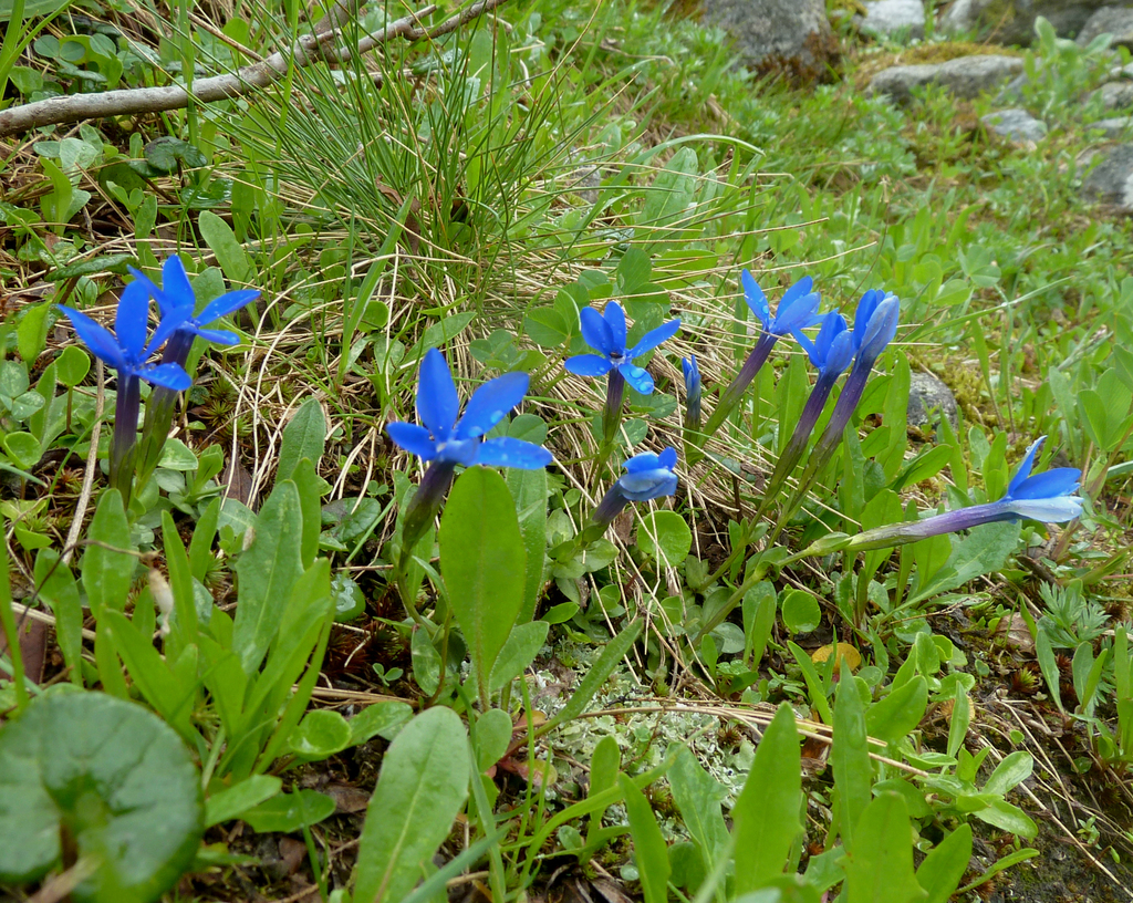 Gentiana brachyphylla (Gentiana brachyphylla)