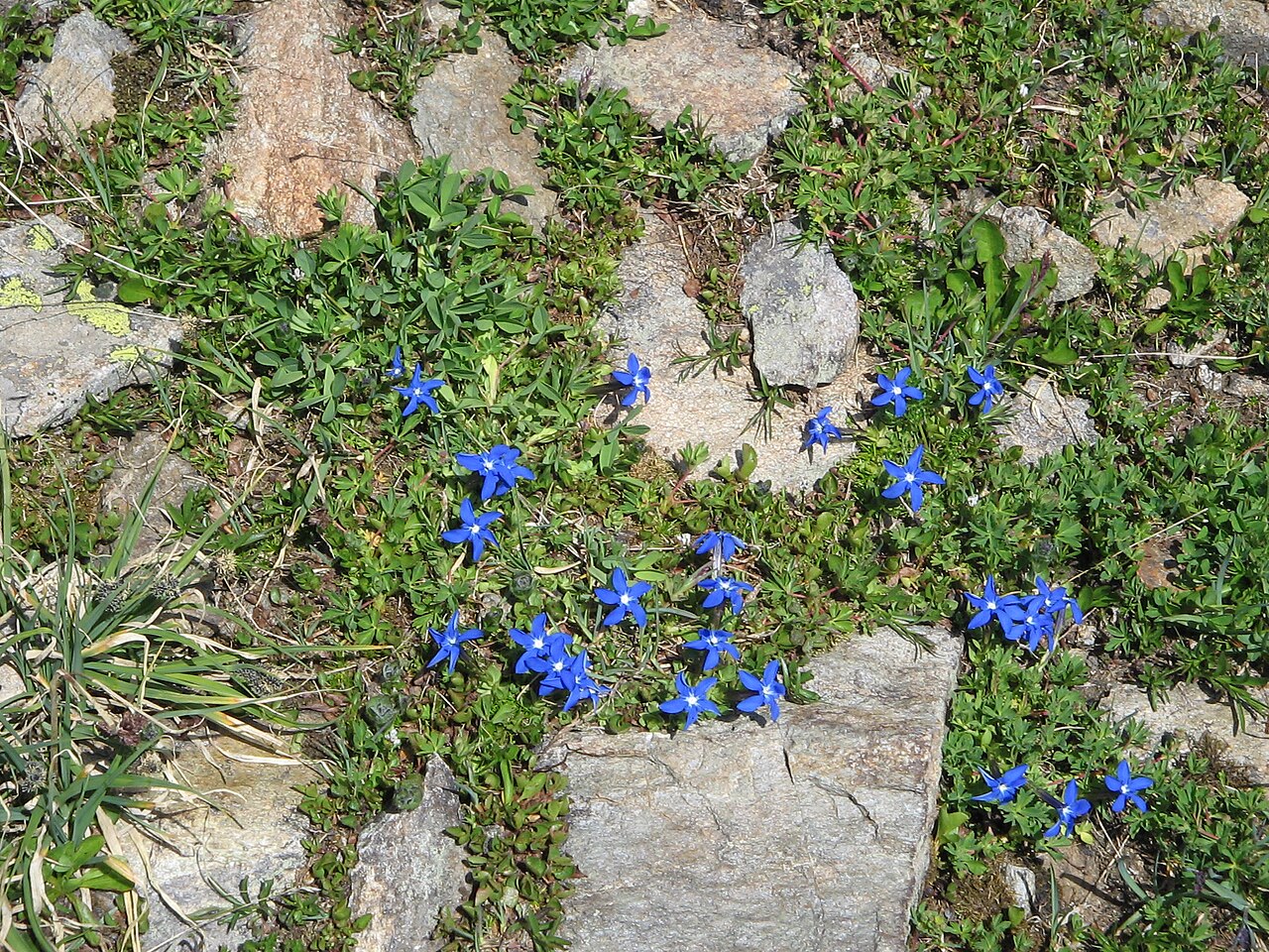 Gentiana brachyphylla: Gentiana brachyphylla