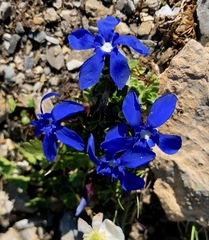 Gentiana brachyphylla (Gentiana brachyphylla)