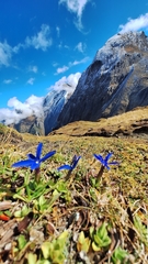 Gentiana brachyphylla (Gentiana brachyphylla)