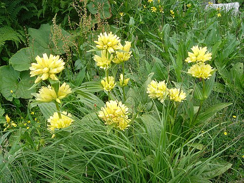 Gentiana burseri: Gentiana burseri