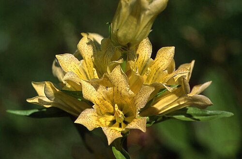 Gentiana burseri: Gentiana burseri , Bious Artigues