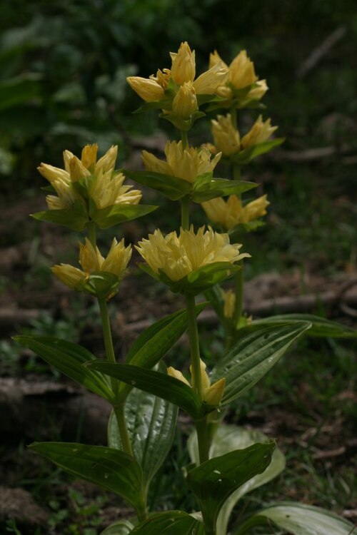 Gentiana burseri: Gentiana burseri , Bious