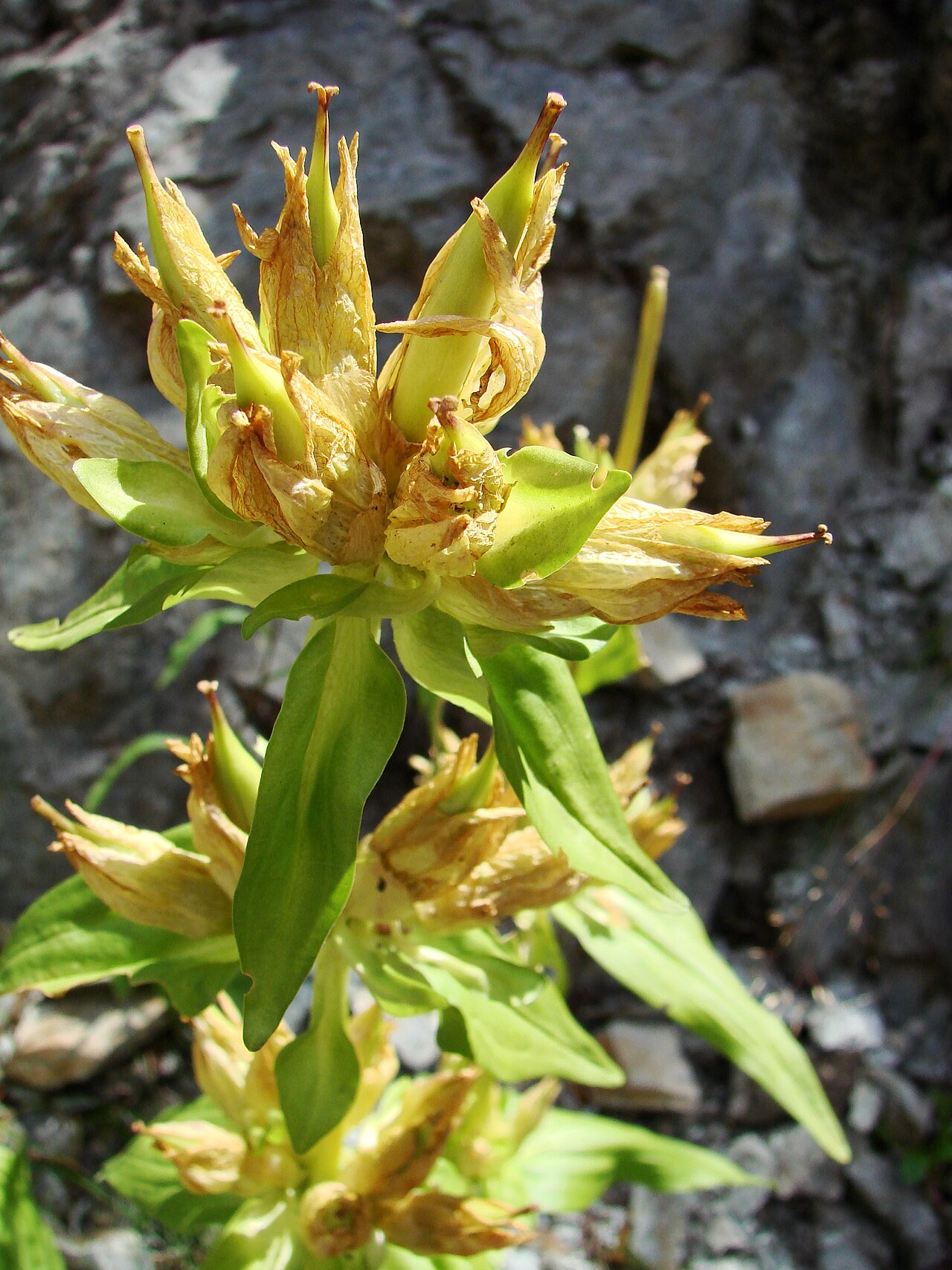 Gentiana burseri: Vallée du Marcadau, Pyrénées françaises, commune de Cauterets , département des Hautes-Pyrénées ( France ) : Gentiana burseri subsp. burseri en fin de floraison