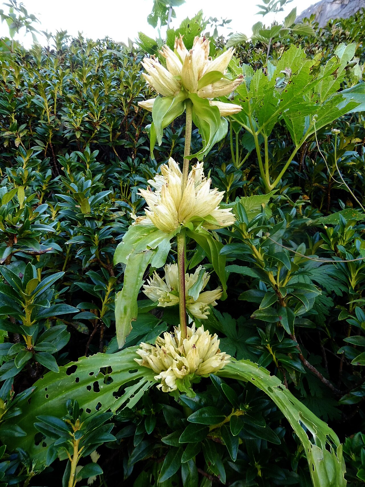 Gentiana burseri: This is a a photo of a natural area in Catalonia, Spain, with id: