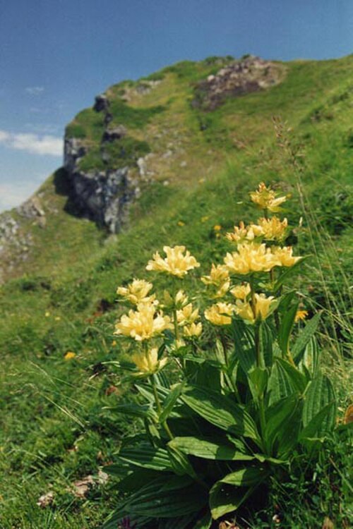 Gentiana burseri: Gentiana burseri