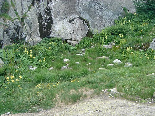 Gentiana burseri: Slope with Gentiana burseri