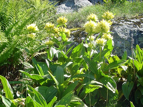 Gentiana burseri: Gentiana burseri