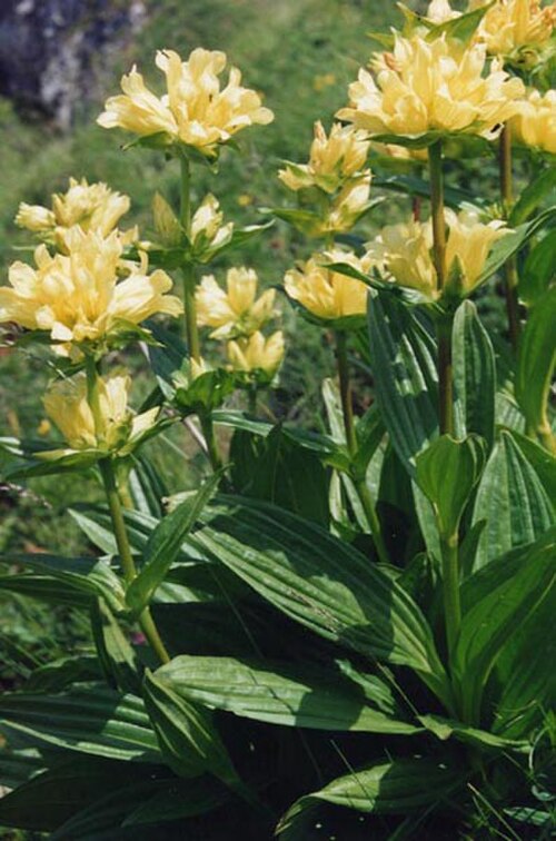 Gentiana burseri: Gentiana burseri