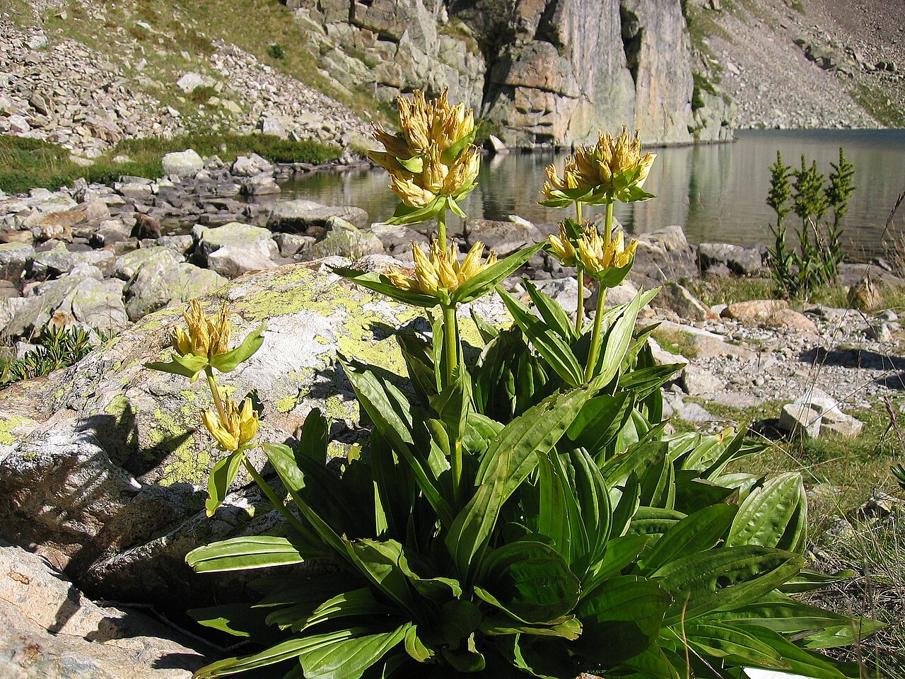 Gentiana burseri: Gentiana burseri , Near Lacs d´Arriel ~2000 m, Pyrenees, Spain