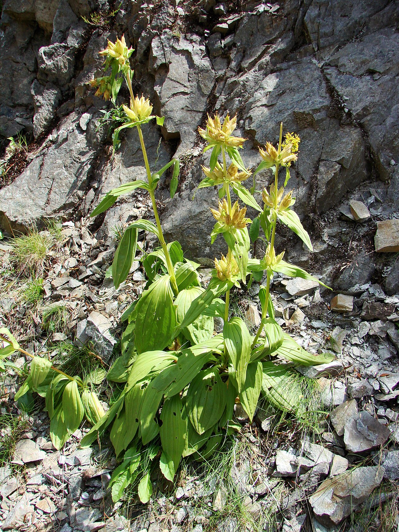 Gentiana burseri: Gentiana burseri subsp. burseri — en fin de floraison. Vallée du Marcadau, Pyrénées françaises, commune de Cauterets , département des Hautes-Pyrénées ( France