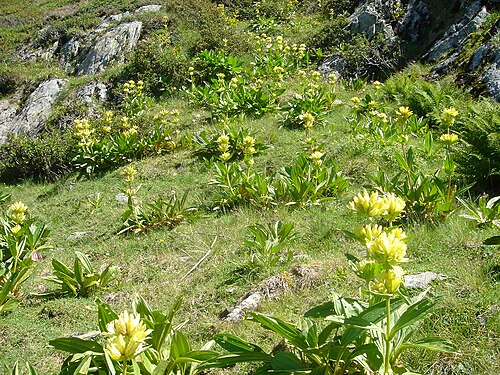 Gentiana burseri: Gentiana burseri habitat