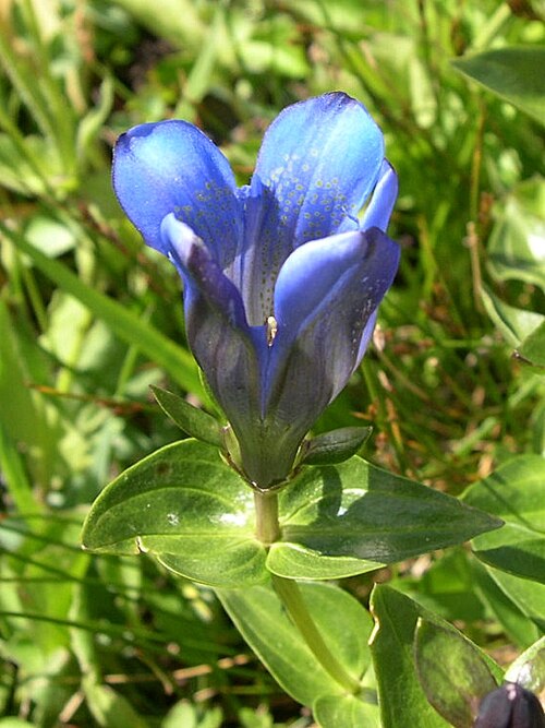 Bog gentian: August 15, 2010