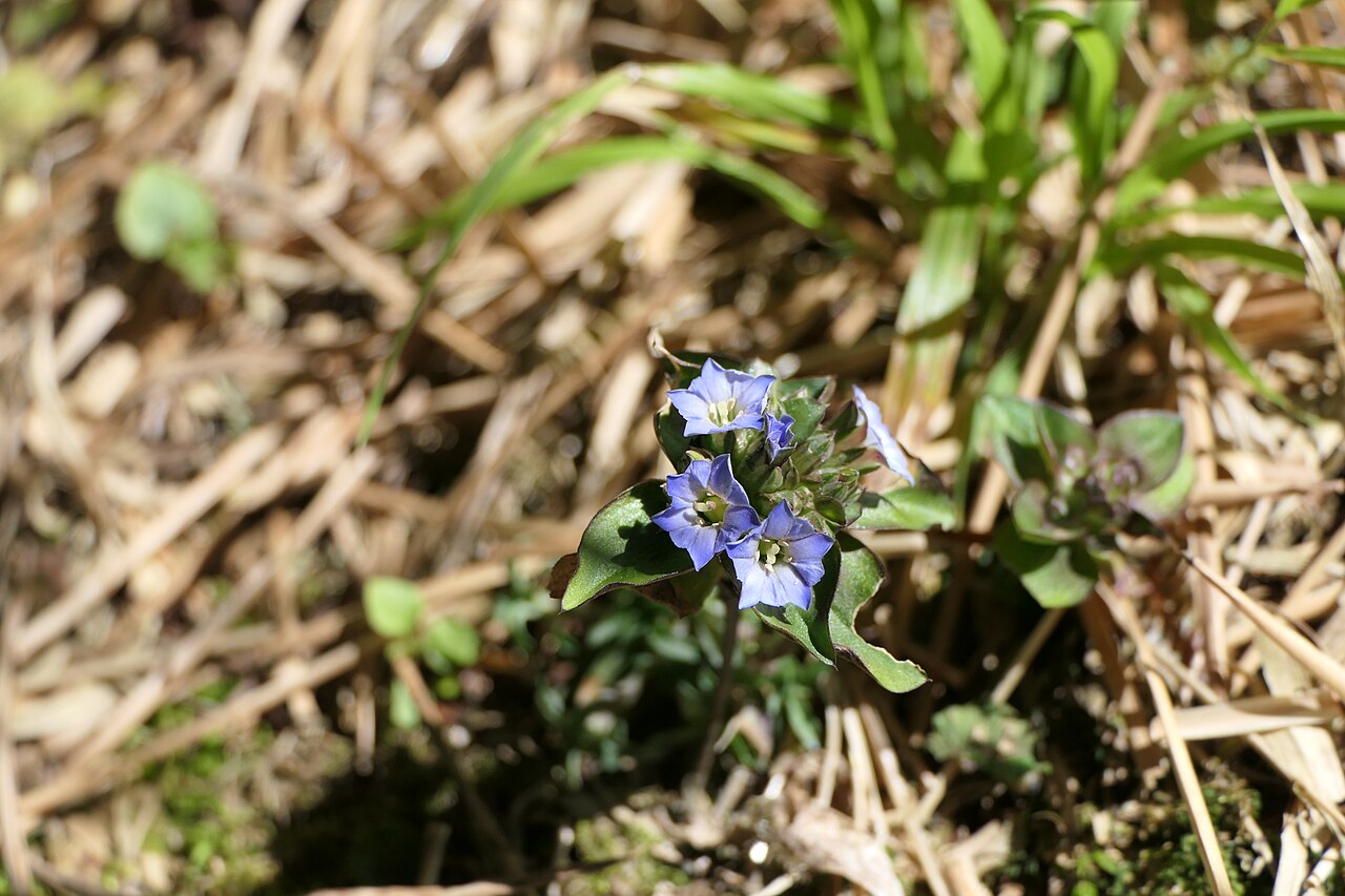 Gentiana capitata: Gentiana capitata Buch.-Ham. ex D.Don