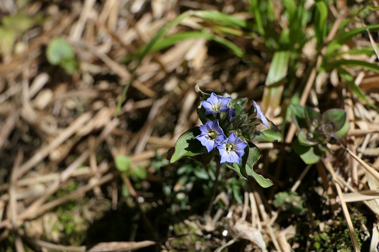 Gentiana capitata: Gentiana capitata Buch.-Ham. ex D.Don