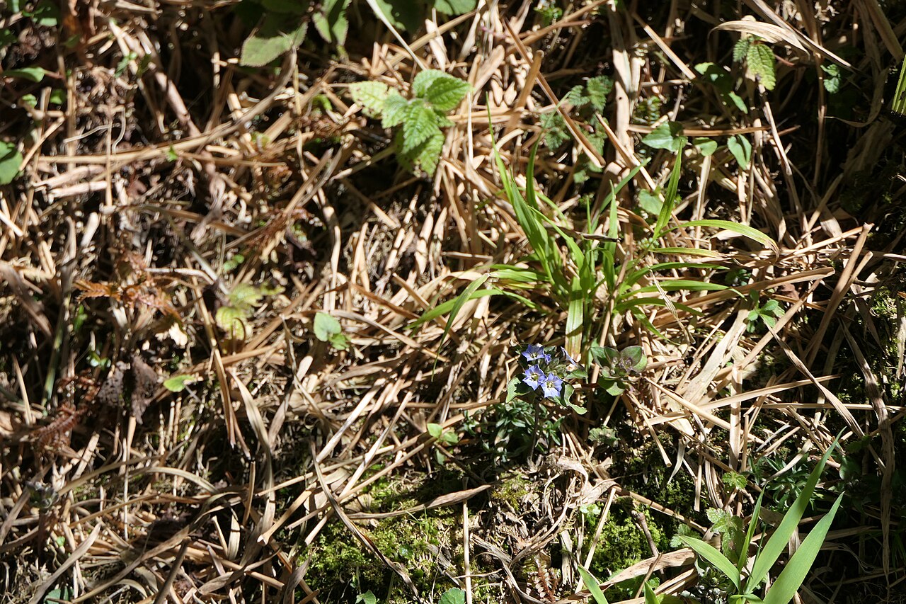 Gentiana capitata: Gentiana capitata Buch.-Ham. ex D.Don