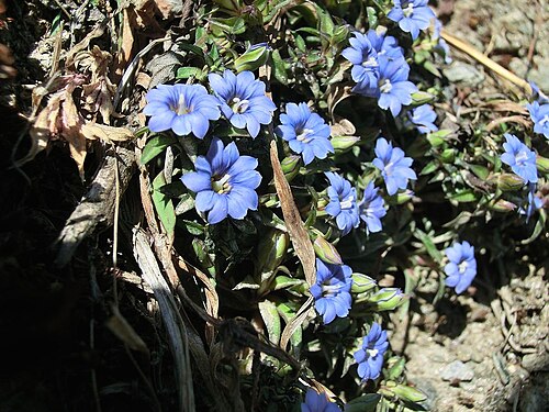 Gentiana carinata: Gentiana carinata . Nepal, Annapurna Conservation Area (NW Pokhara), between Tadapani and Chhomorung.