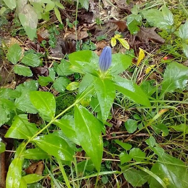 Bottle gentian (Gentiana clausa)