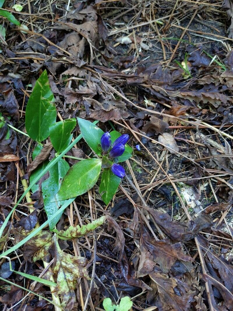 Bottle gentian (Gentiana clausa)