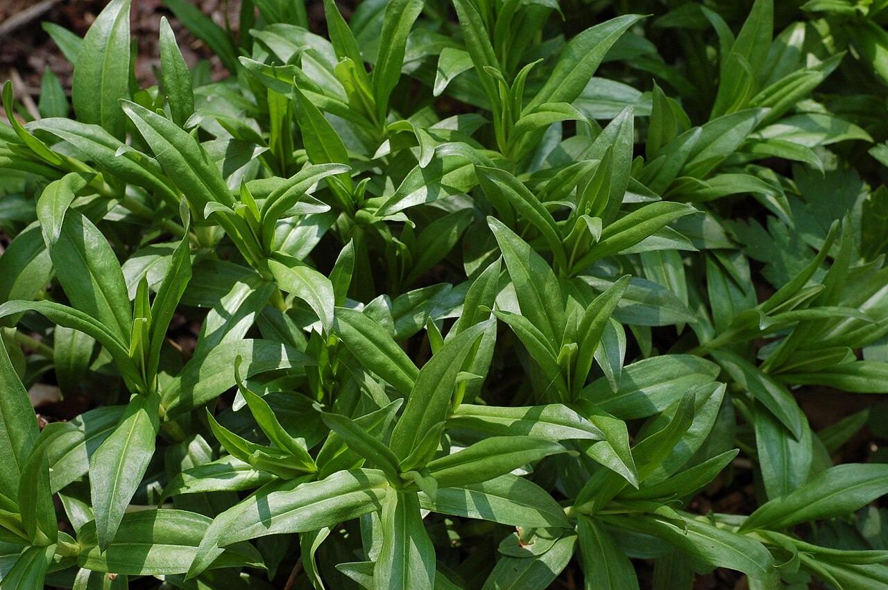Bottle gentian: Photograph of the Bottle Gentian en ( Gentiana clausa en ). Photo taken at the Mt. Cuba Center where it was identified. Camera and Exposure Details: Camera: Nik