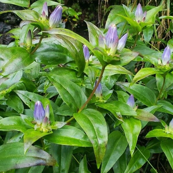 Bottle gentian (Gentiana clausa)