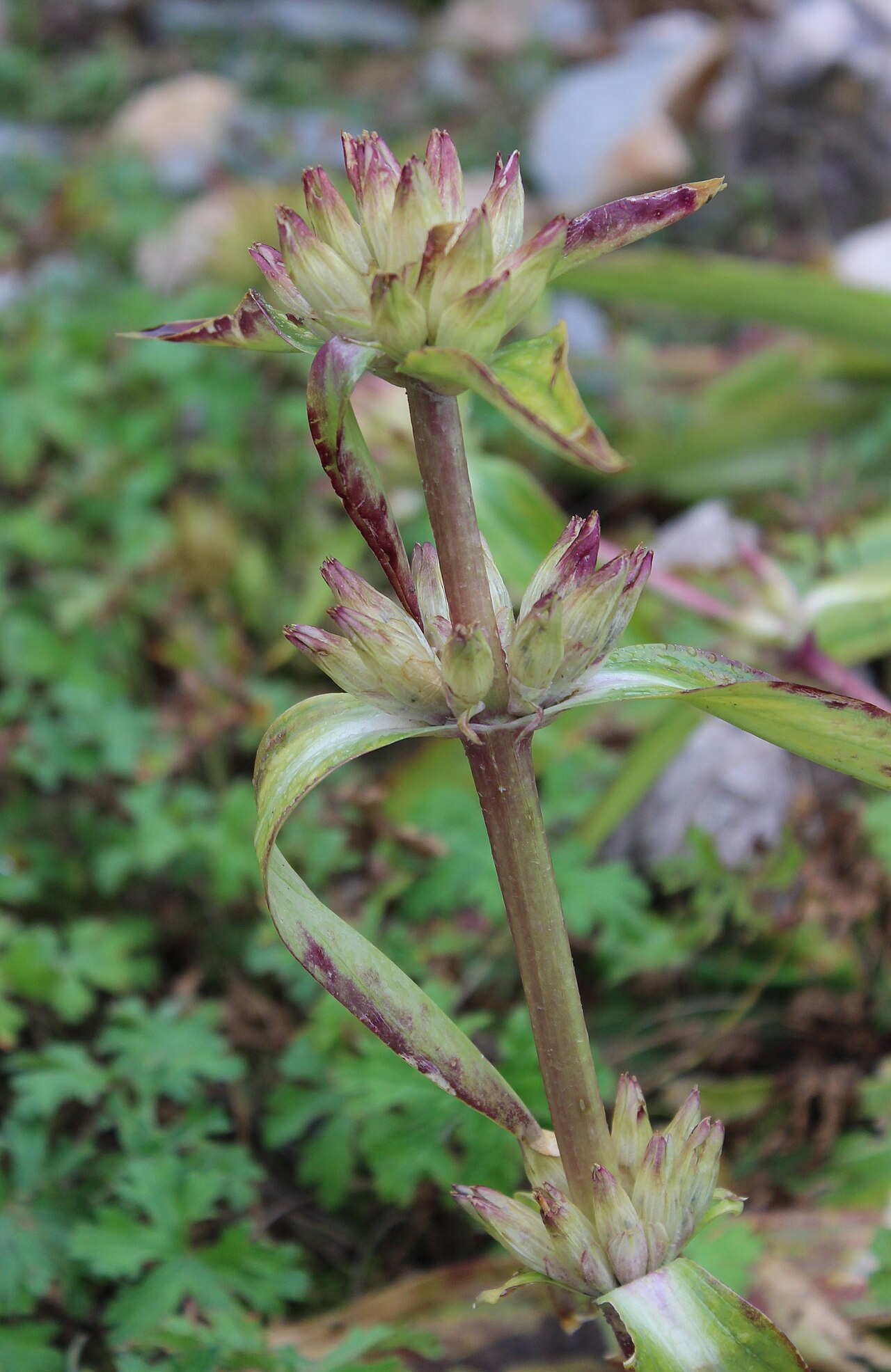 Gentiana crassicaulis: Gentiana crassicaulis im Botanischen Alpengarten Viote