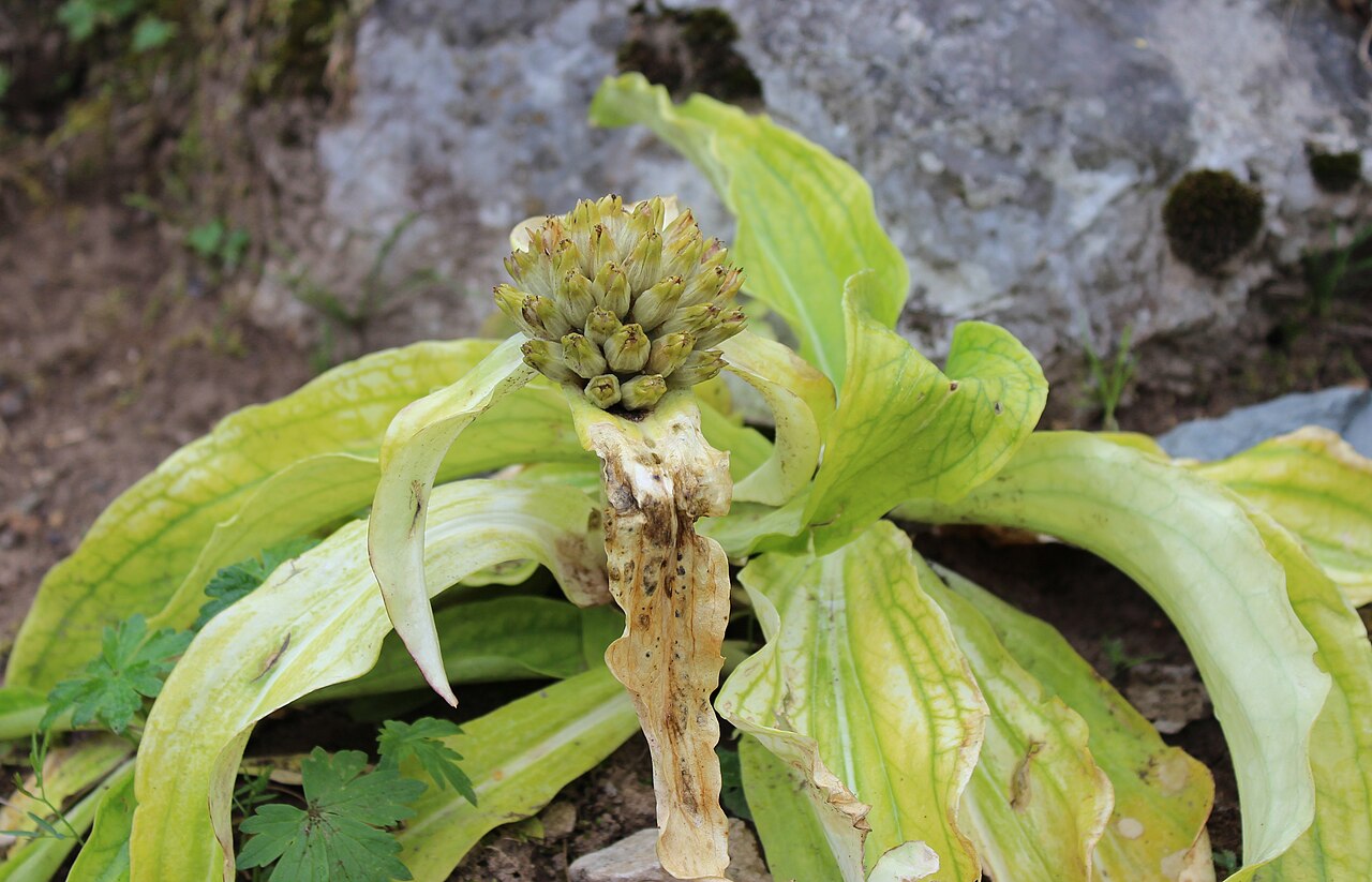 Gentiana crassicaulis: Gentiana crassicaulis im Botanischen Alpengarten Viote