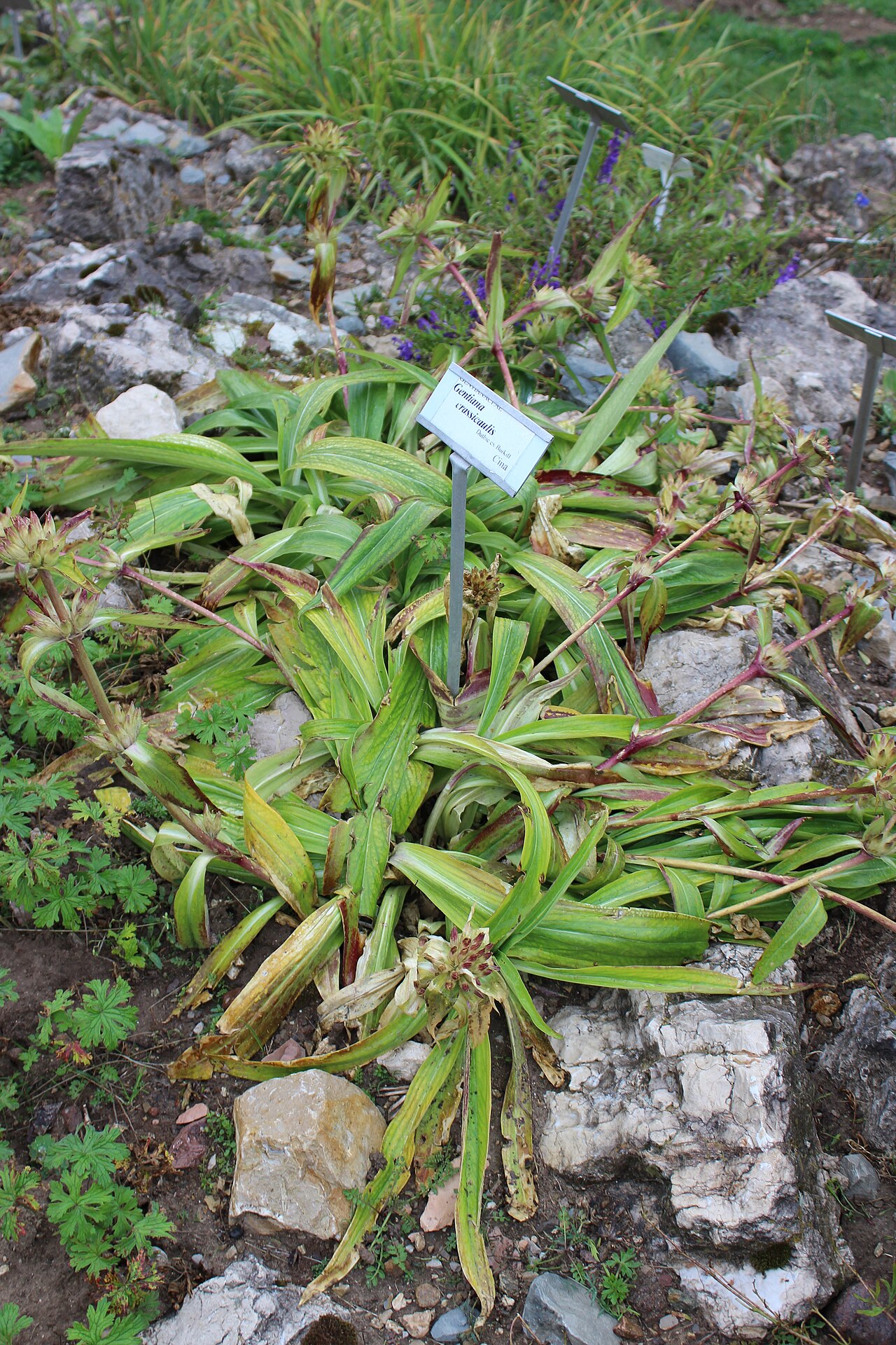 Gentiana crassicaulis: Gentiana crassicaulis im Botanischen Alpengarten Viote
