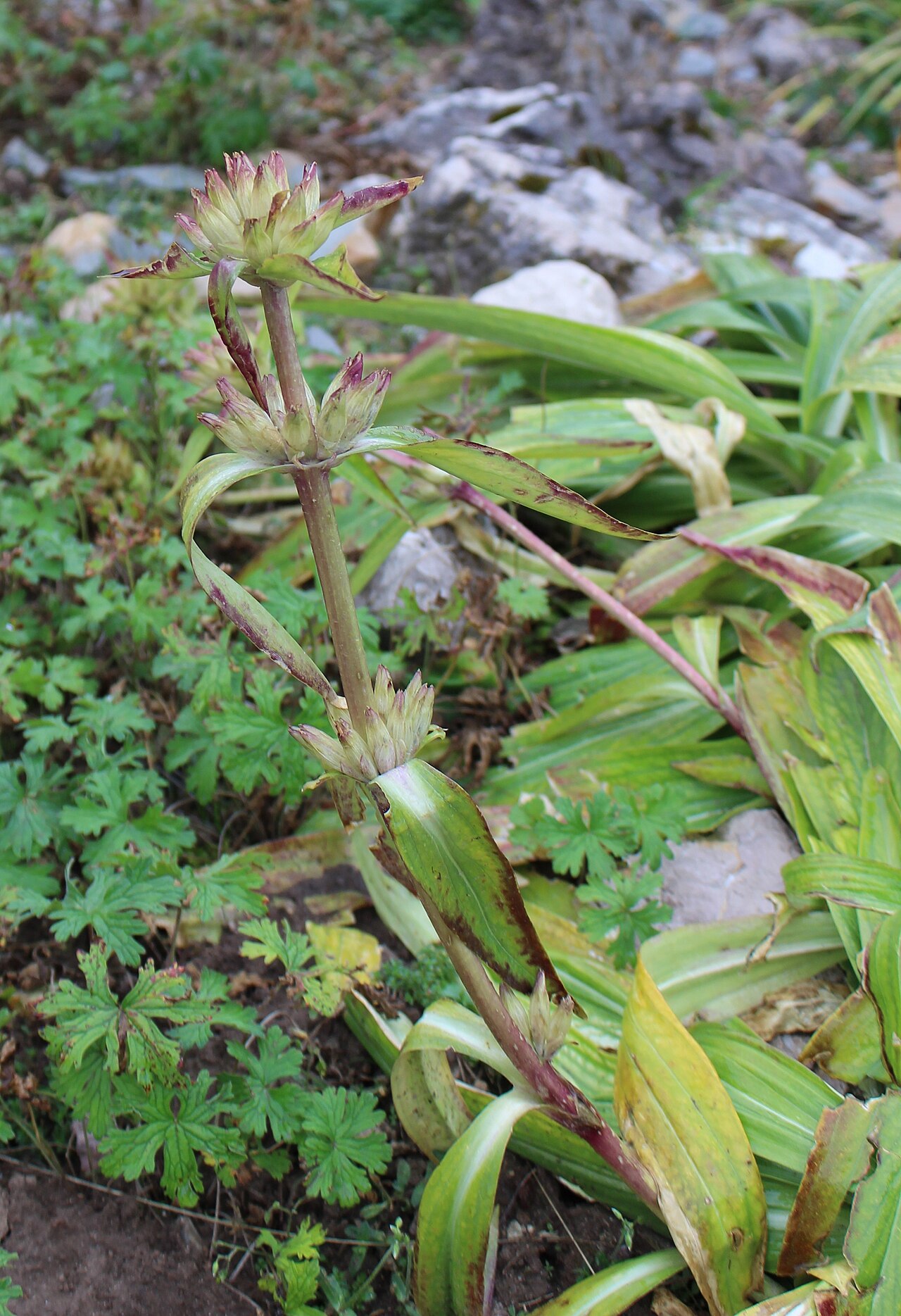 Gentiana crassicaulis: Gentiana crassicaulis im Botanischen Alpengarten Viote
