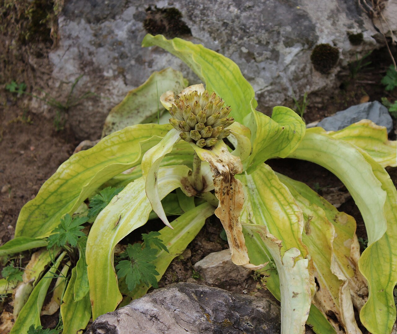 Gentiana crassicaulis: Gentiana crassicaulis im Botanischen Alpengarten Viote