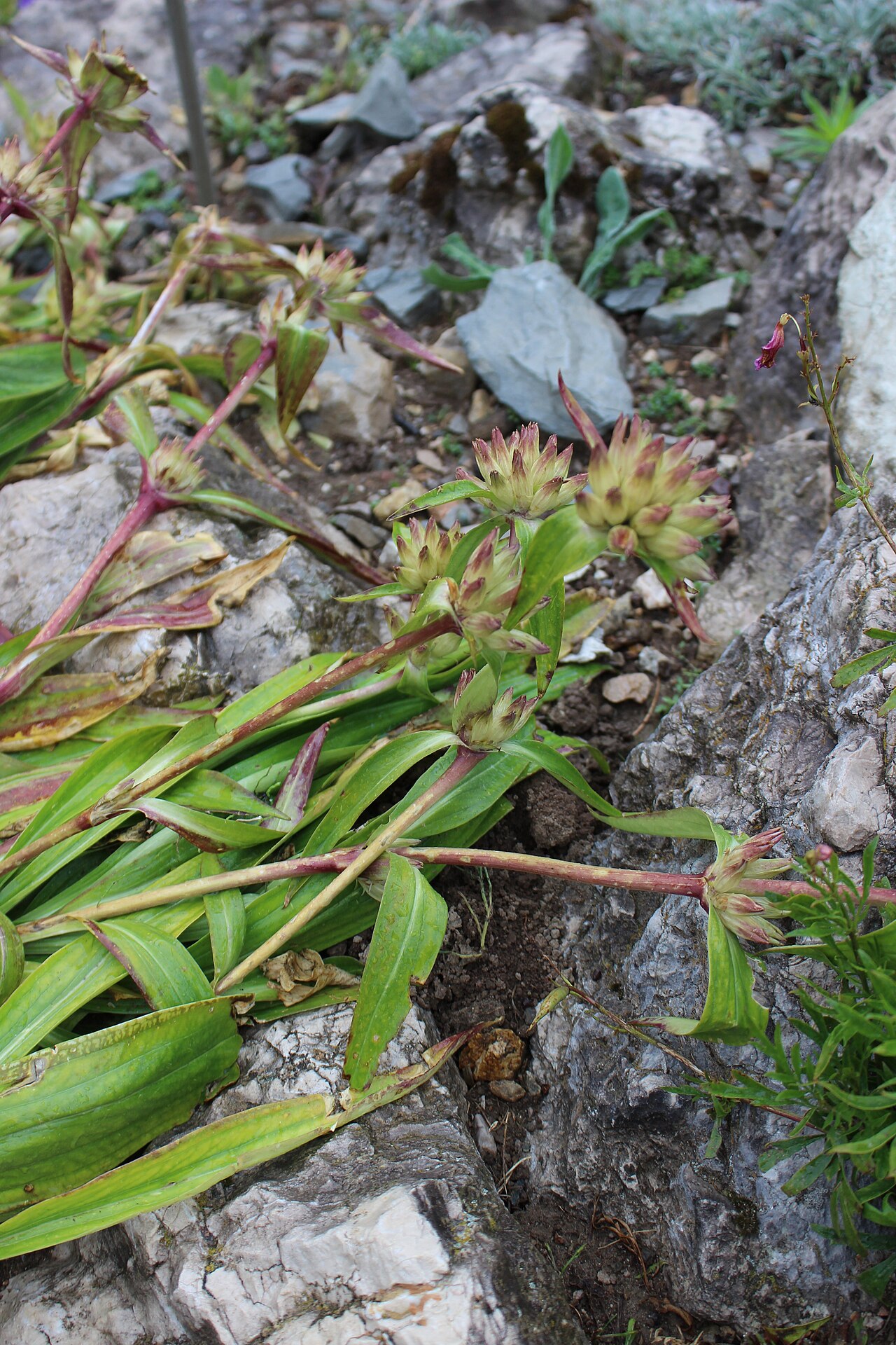 Gentiana crassicaulis: Gentiana crassicaulis im Botanischen Alpengarten Viote