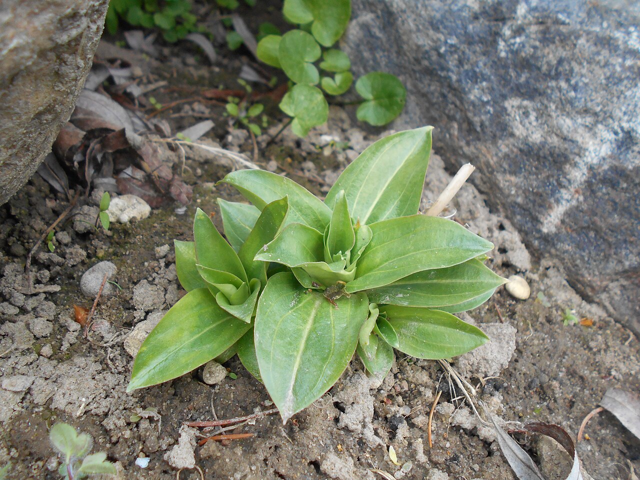 Gentiana crassicaulis: Goryczka krótkołodygowa ( Gentiana crassicaulis ), Ogród Botaniczny UMCS w Lublinie.