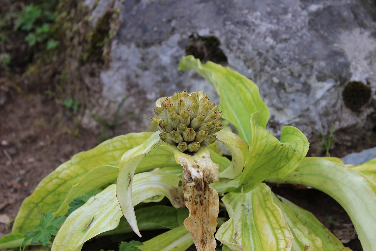 Gentiana crassicaulis: Gentiana crassicaulis im Botanischen Alpengarten Viote