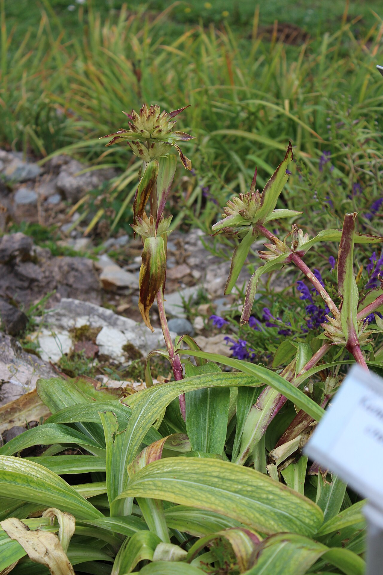 Gentiana crassicaulis: Gentiana crassicaulis im Botanischen Alpengarten Viote