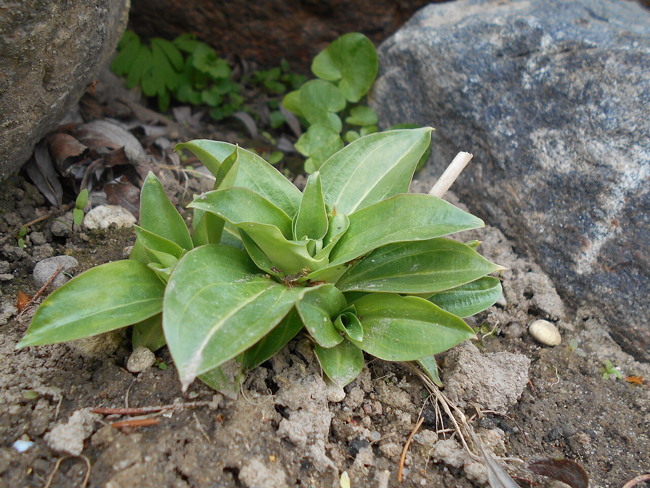 Gentiana crassicaulis: Goryczka krótkołodygowa ( Gentiana crassicaulis ), Ogród Botaniczny UMCS w Lublinie.