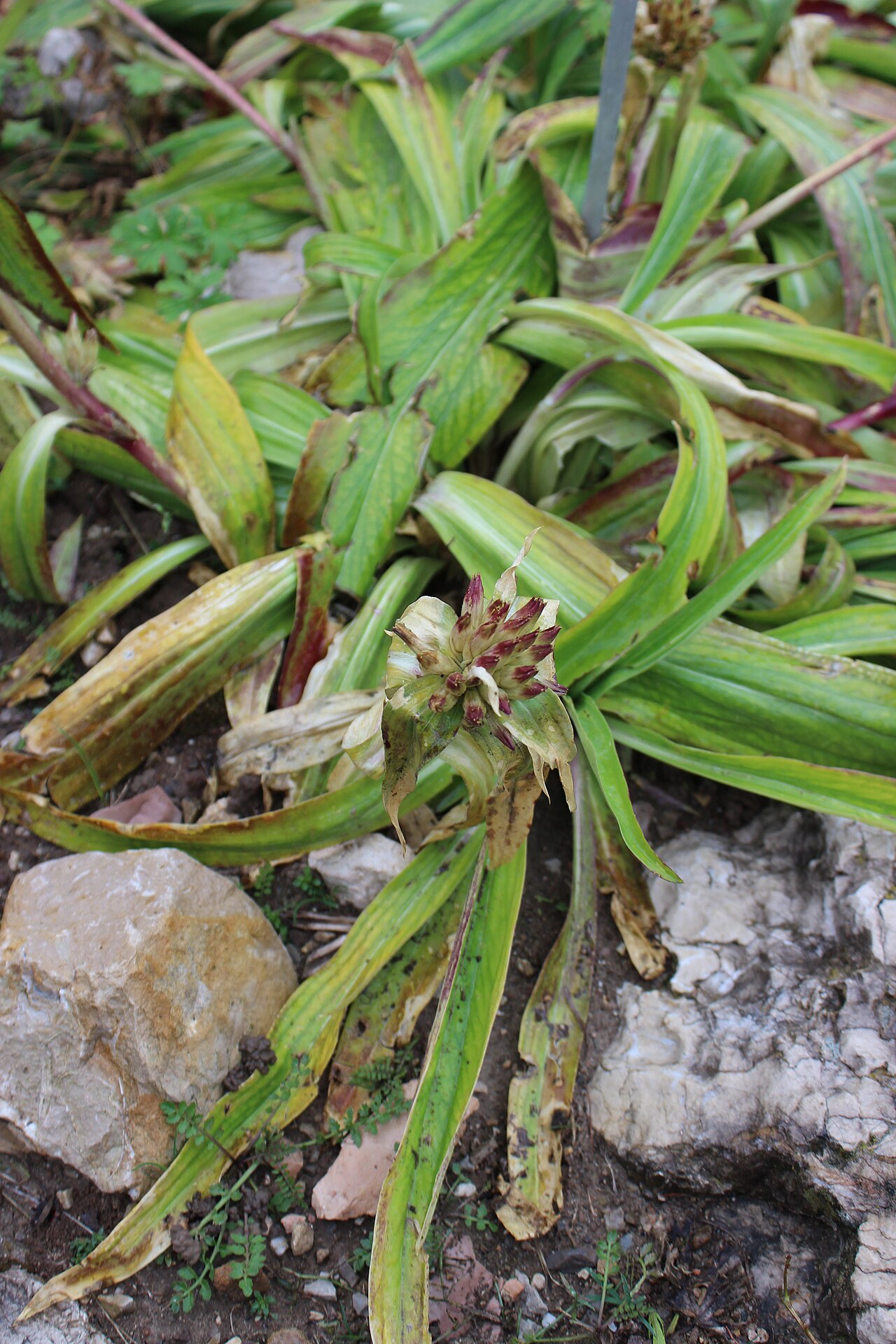 Gentiana crassicaulis: Gentiana crassicaulis im Botanischen Alpengarten Viote