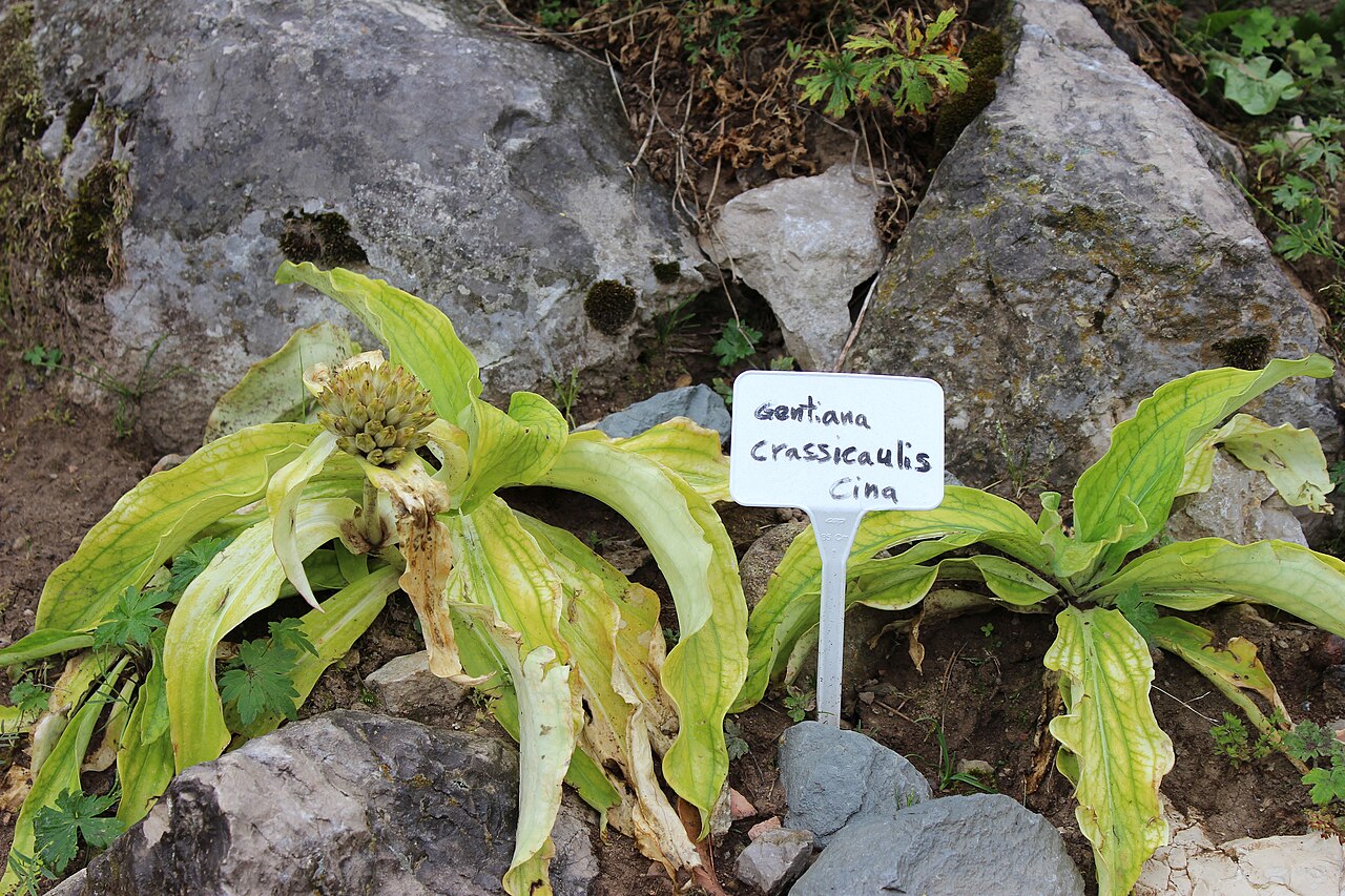 Gentiana crassicaulis: Gentiana crassicaulis im Botanischen Alpengarten Viote