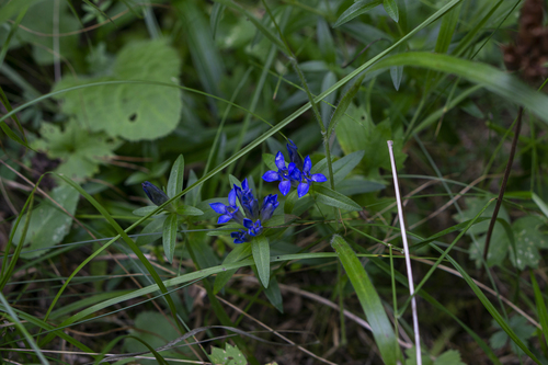 Cross gentian (Gentiana cruciata)