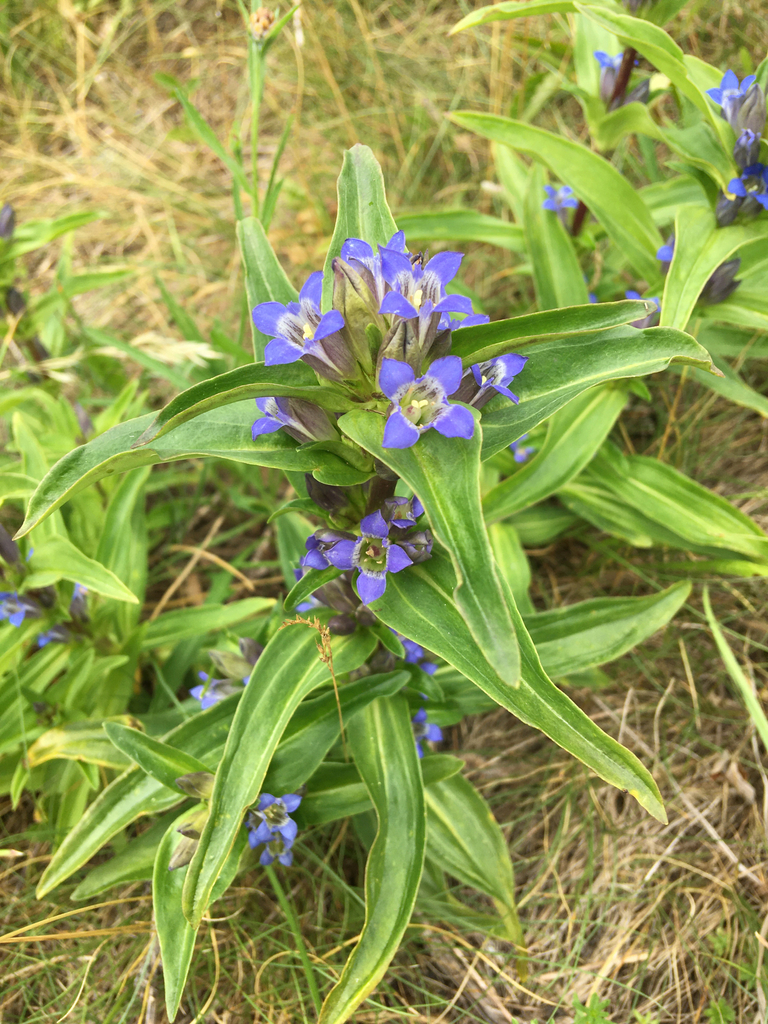 Cross gentian (Gentiana cruciata)