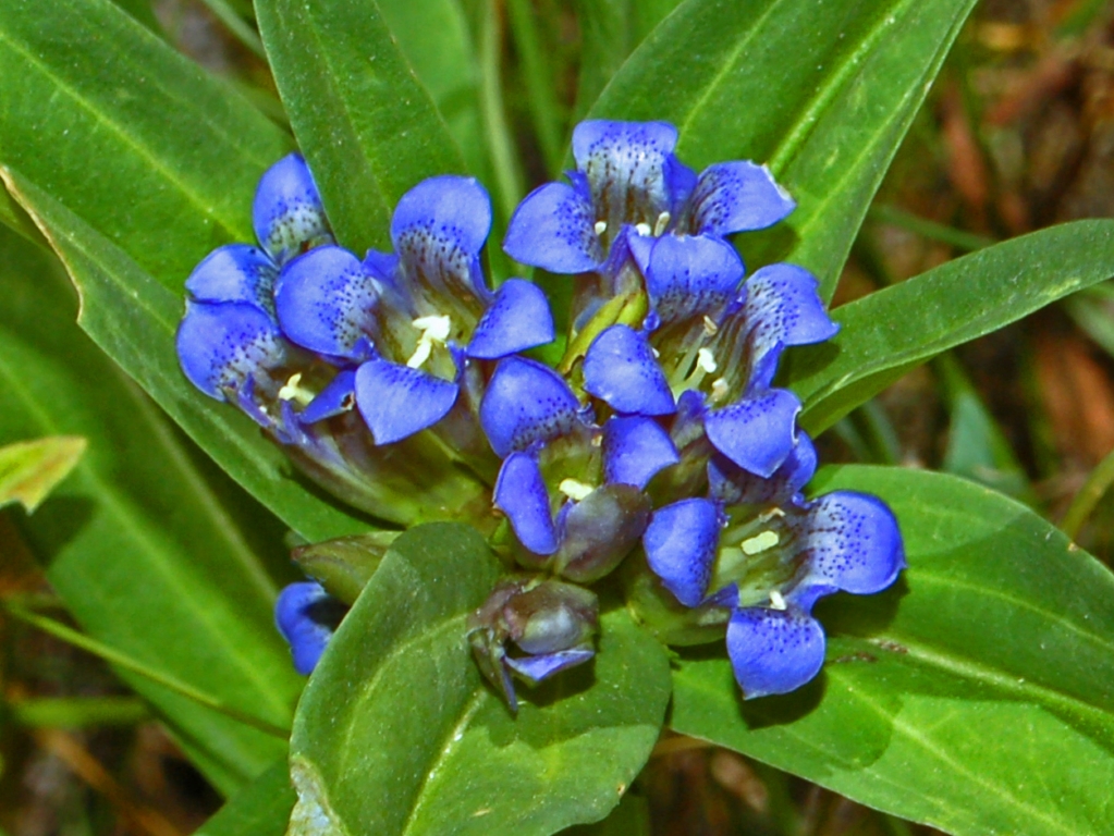 Cross gentian: Gentiana cruciata - Pragelato, Torino, Italy