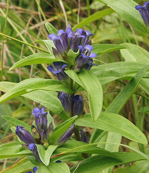 Cross gentian (Gentiana cruciata)