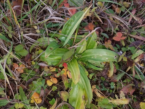 Cross gentian (Gentiana cruciata)