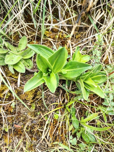 Cross gentian (Gentiana cruciata)