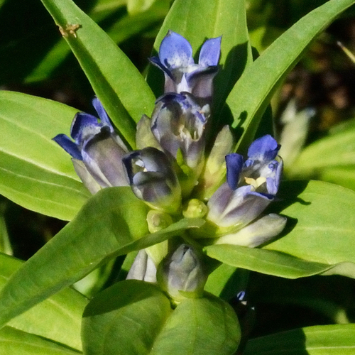 Cross gentian (Gentiana cruciata)