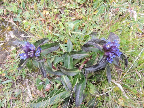 Cross gentian (Gentiana cruciata)