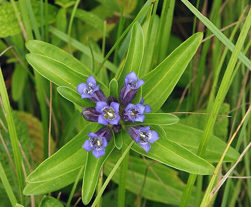 Cross gentian (Gentiana cruciata)