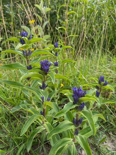 Cross gentian (Gentiana cruciata)