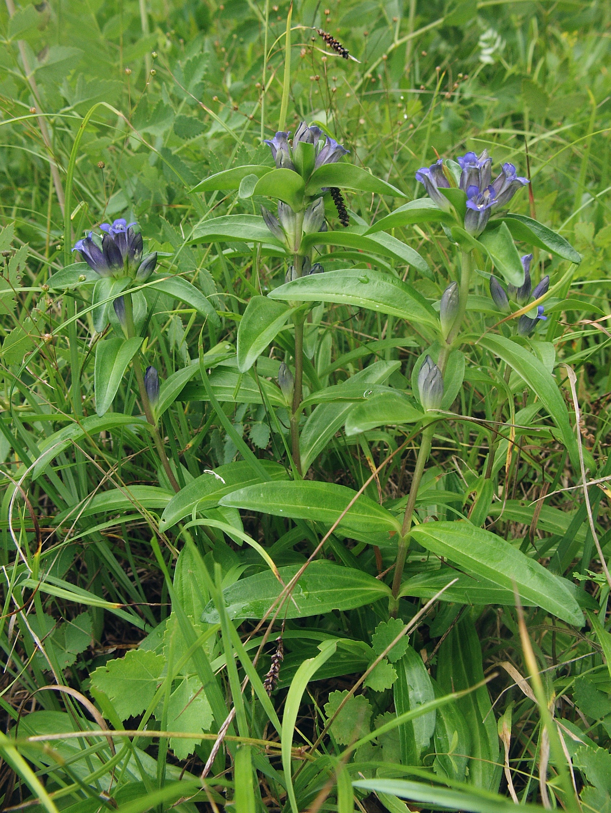 Cross gentian (Gentiana cruciata)