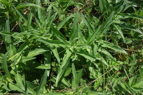 Cross gentian (Gentiana cruciata)