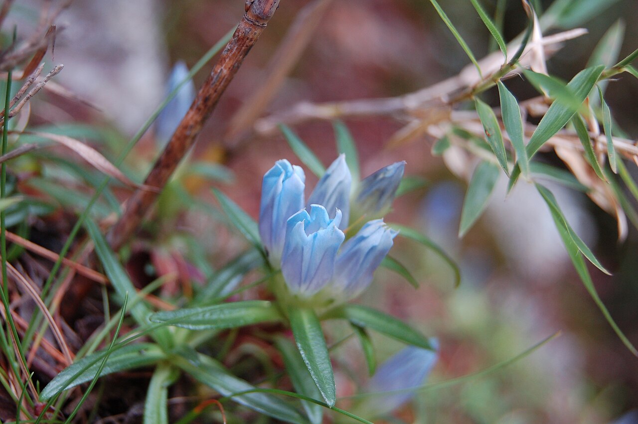 Gentiana davidii: Gentiana davidaii var. formosana. Photographed in Yu Shan range, Taiwan.
